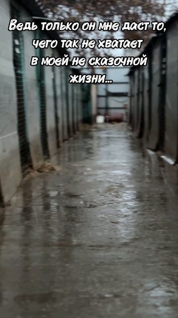 Габи трехлапик в добрые руки