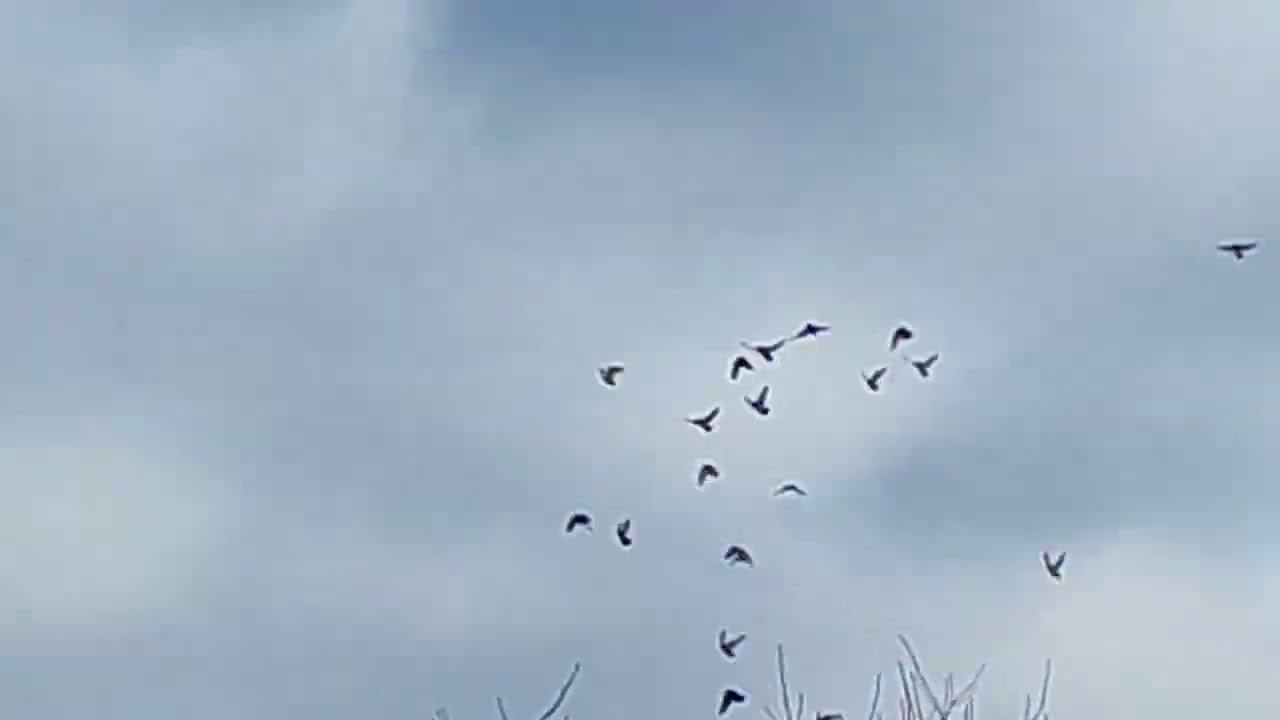 Жёсткая атака сапсана