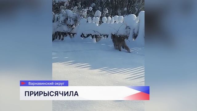 Рысь посетила посёлок Северный в Варнавинском округе смотреть онлайн