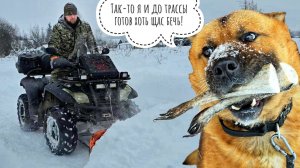 Добрый сыч Лучик (не кликбейт!). К Псу Кубику не приехала автолавка, а мы собирались в Москву