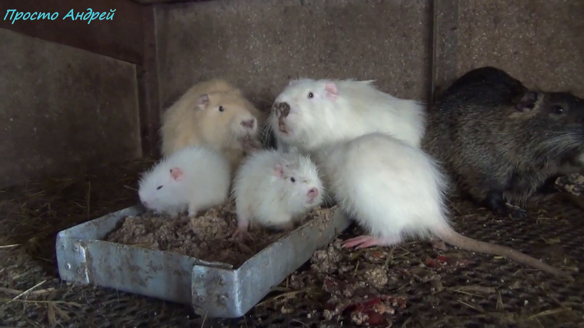 КАК Нутрия выдержала морозы осмотр