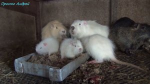 КАК Нутрия выдержала морозы осмотр