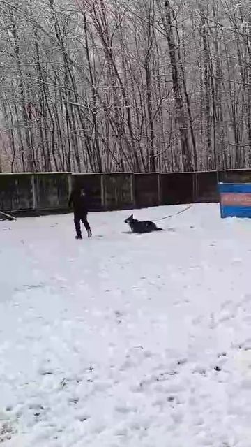 ВЕО Валентлакйф Черемуха, ЗКС, Рублевка декабрь 2025 №2