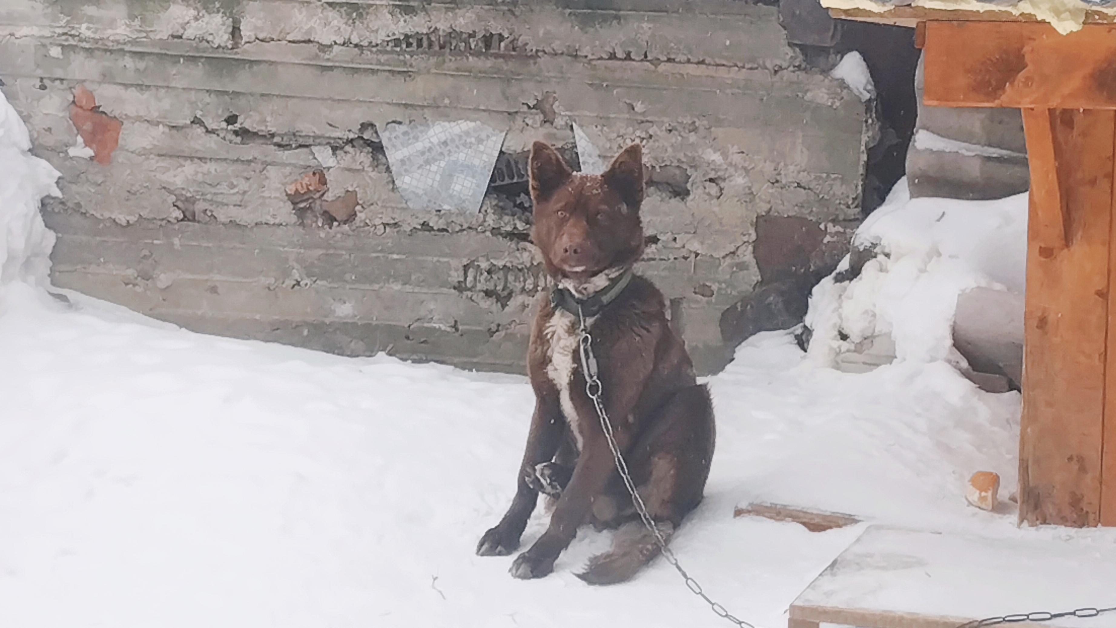 Что это?Хитрость или болезнь!? 🤒 28-01-2026 смотреть онлайн