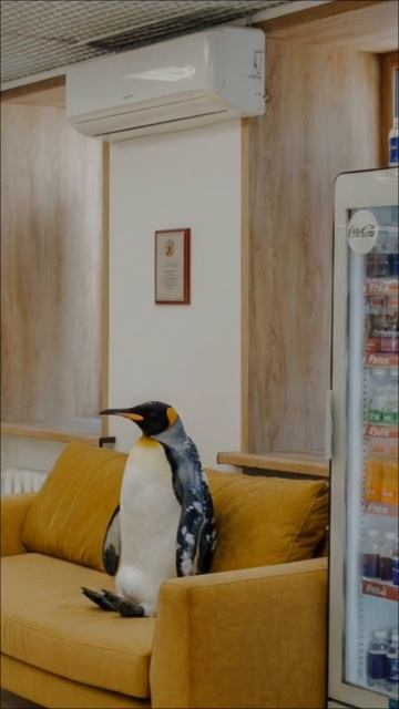 За пингвина можете не переживать, он в самом лучшем месте. смотреть онлайн