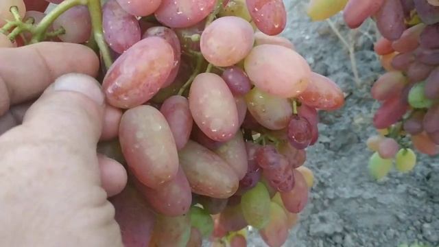 Виноград. Вызревание лозы смотреть онлайн