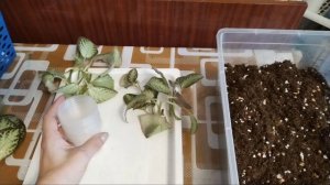 Черенкую Эписцию.