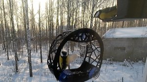 Синицы обеденные