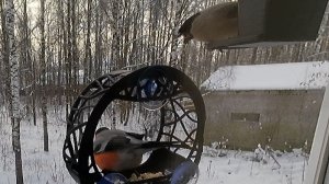 Мистер и миссис Снегирь и их синицы