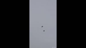 Бойные голуби Олега. Рязанская область. Рыбное