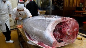 200 кг крупного тунца  Сеул, Корея