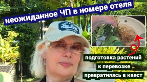 Неожиданное ЧП в номере отеля.Подготовка растений к перевозке превратилась в квест.