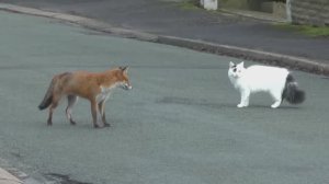 Лиса и кошка играют вместе