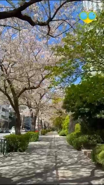 Япония по пути самураев и гейш