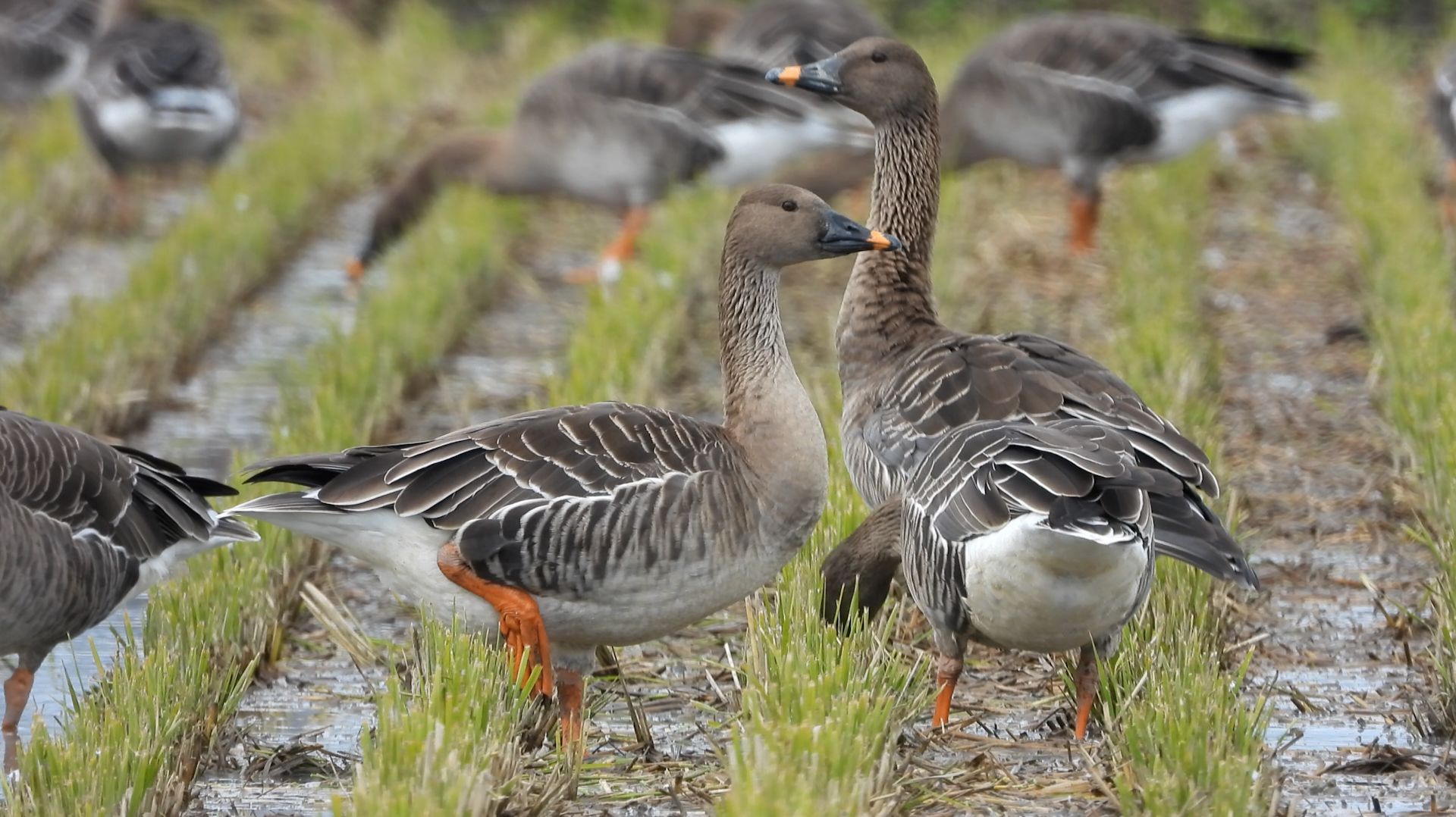 КАЖДЫЙ КИЛОМЕТР ПОД КОНТРОЛЕМ смотреть онлайн