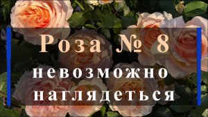 Роза № 8 невозможно наглядеться