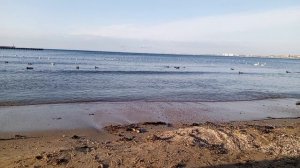 video_2026-01-28_17-49-48