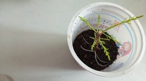 Размножаем ТАМАРИКС черенками