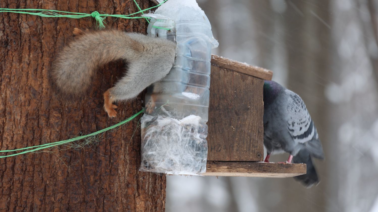 Снегопад. Опоздал в парк. Зарисовка смотреть онлайн