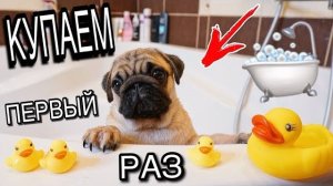 ЩЕНОК МОПСА ПЕРВЫЙ РАЗ КУПАЕТСЯ В ВАННОЙ  🛁 КАК ПОМЫТЬ ЩЕНКА ДОМА 🐶 УХОД ЗА СОБАКОЙ ⧸ БАКС ЗУМ