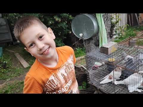 Гоняю голубей с голубеводом из Тулы,