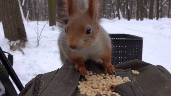 A hungry familiar squirrel
