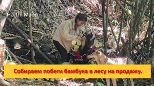 Muôn и друзья из Вьетнама. Собираем побеги бамбука в лесу на продажу.