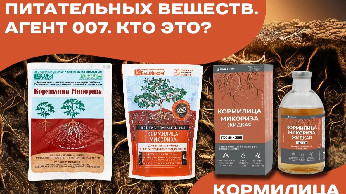 Супердобытчик питательных веществ. Агент 007. Кто это? Кормилица Микориза смотреть онлайн
