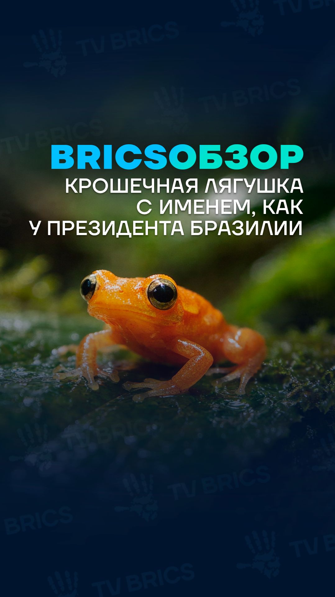 Крошечная лягушка тыквенного оттенка с именем президента смотреть онлайн