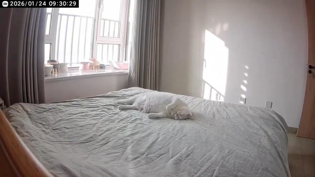 Думаете, вам тяжело вставать на работу по утрам? Тогда посмотрите, как тяжко приходится удалёнщикам смотреть онлайн