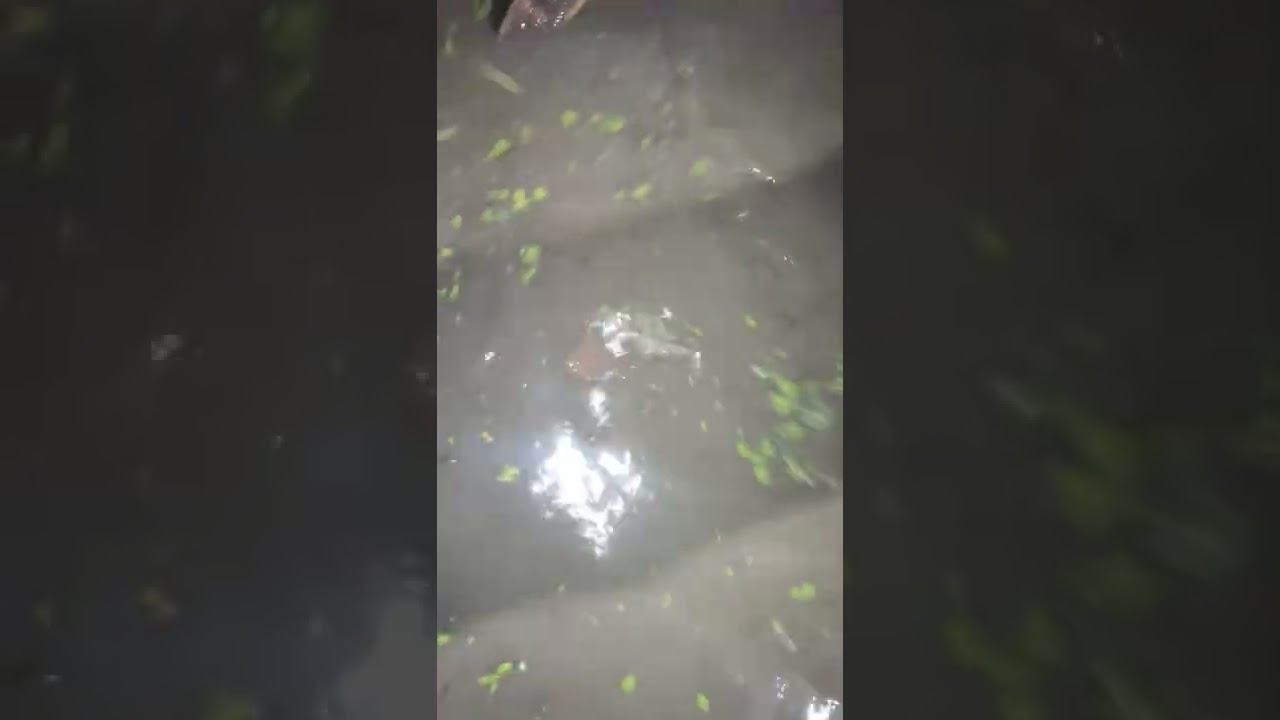 Перепускаем 1500кг карпа в другой пруд (часть 2)