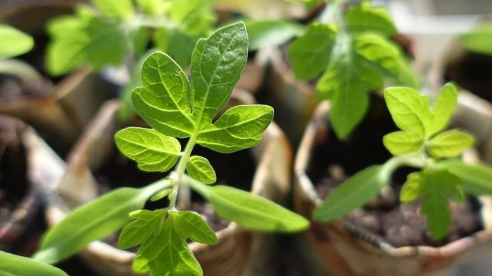 Лунный календарь 2026: февраль, март, апрель - для посадки томатов в 2026 году. Когда сеять помидоры смотреть онлайн