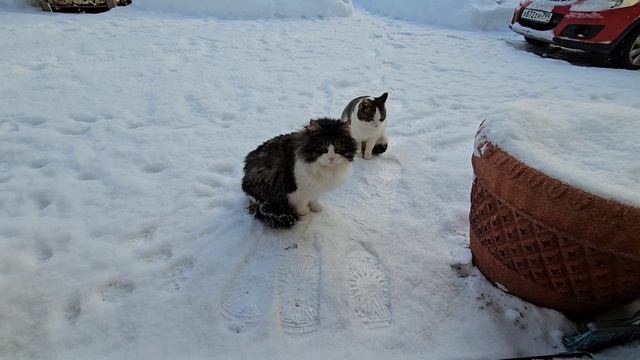 🫥Клёпа учится пить водичку, Енот показывает.🐥Самка Снегиря жадничает смотреть онлайн