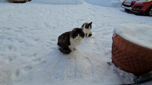 🫥Клёпа учится пить водичку, Енот показывает.🐥Самка Снегиря жадничает