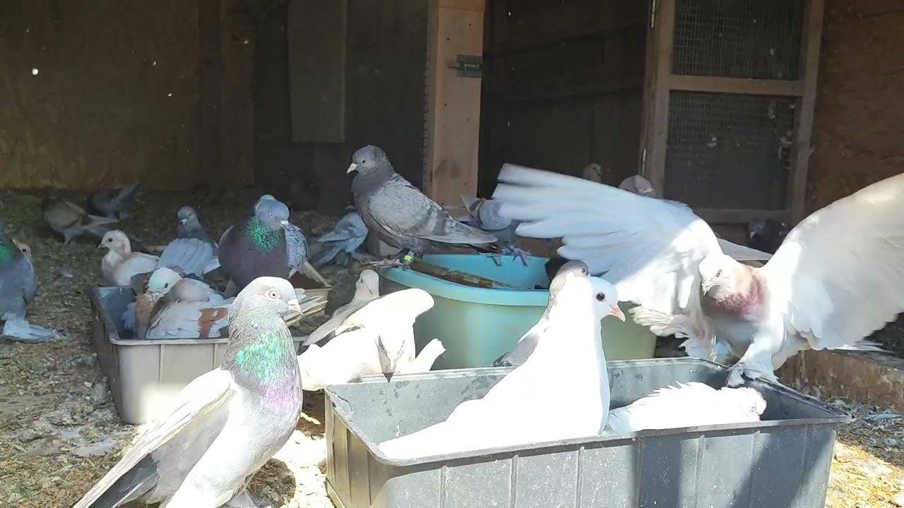 Голуби купаются