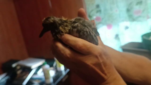 История птенца -  ( "Птеродактиля") Вяхиря/Вытютьня /Часть 1.