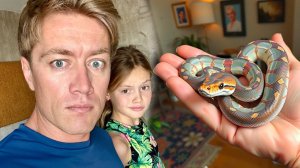 ЗМЕЯ В ДОМЕ! Ребенок просит змею на Новый год! Решаем проблемы с сережками. Как сейчас в Таиланде?