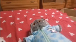 Басики  выпалняют  мои  задания