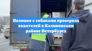Полиция с собаками проверяла водителей в Калининском районе Петербурга