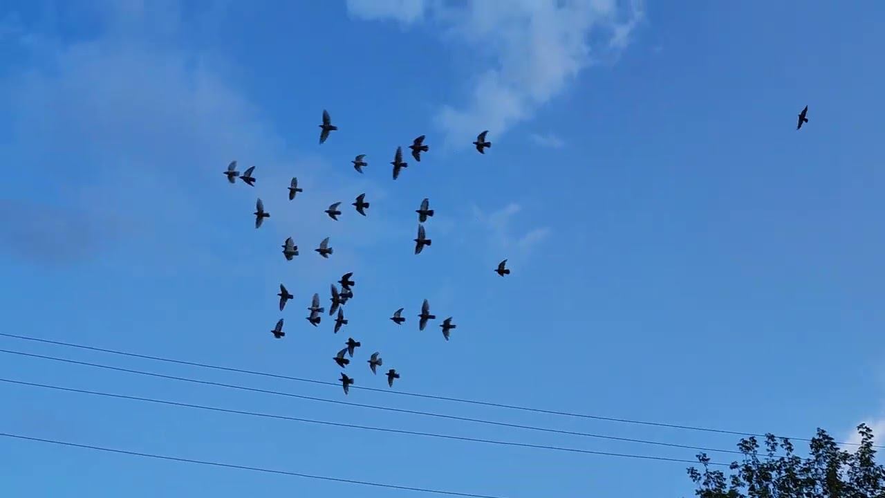 С днём голубевода!