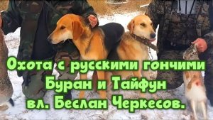 Охота с русскими гончими Буран и Тайфун вл. Беслан Черкесов.#охотасгончей#собака #топ #hunting