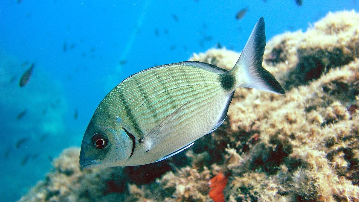 Бомбарда, ловля на бомбарду, донная оснастка бомбарды