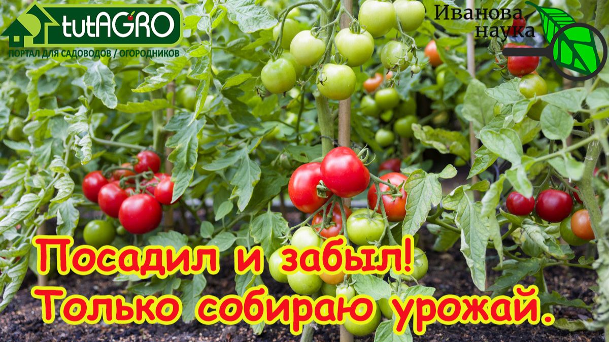 ТОМАТЫ ОТКРЫТОГО ГРУНТА БЕЗ УХОДА от А до Я. Полное руководство по выращиванию томатов "для ленивых"