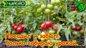 ТОМАТЫ ОТКРЫТОГО ГРУНТА БЕЗ УХОДА от А до Я. Полное руководство по выращиванию томатов "для ленивых"
