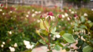 ТИПЫ РОСТА РОЗ. В ЧЕМ РАЗНИЦА_ КАК правильно ОБРЕЗАТЬ_