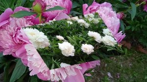 Когда лучше всего высаживать и пересаживать пионы: весной или осенью