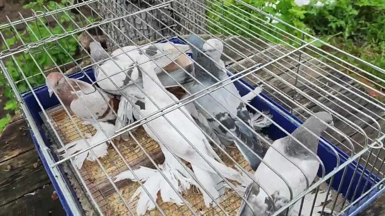 Обзор молодняка.