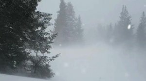 Жуткий лог, вечное заточение! ( истории лесника)