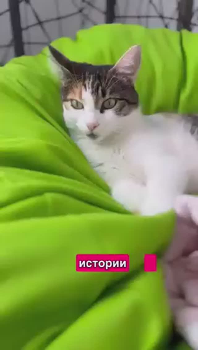 Кошки - самое большое мошенничество в истории человечества 😽 смотреть онлайн