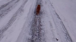 Кот рыжик зимой на прогулке